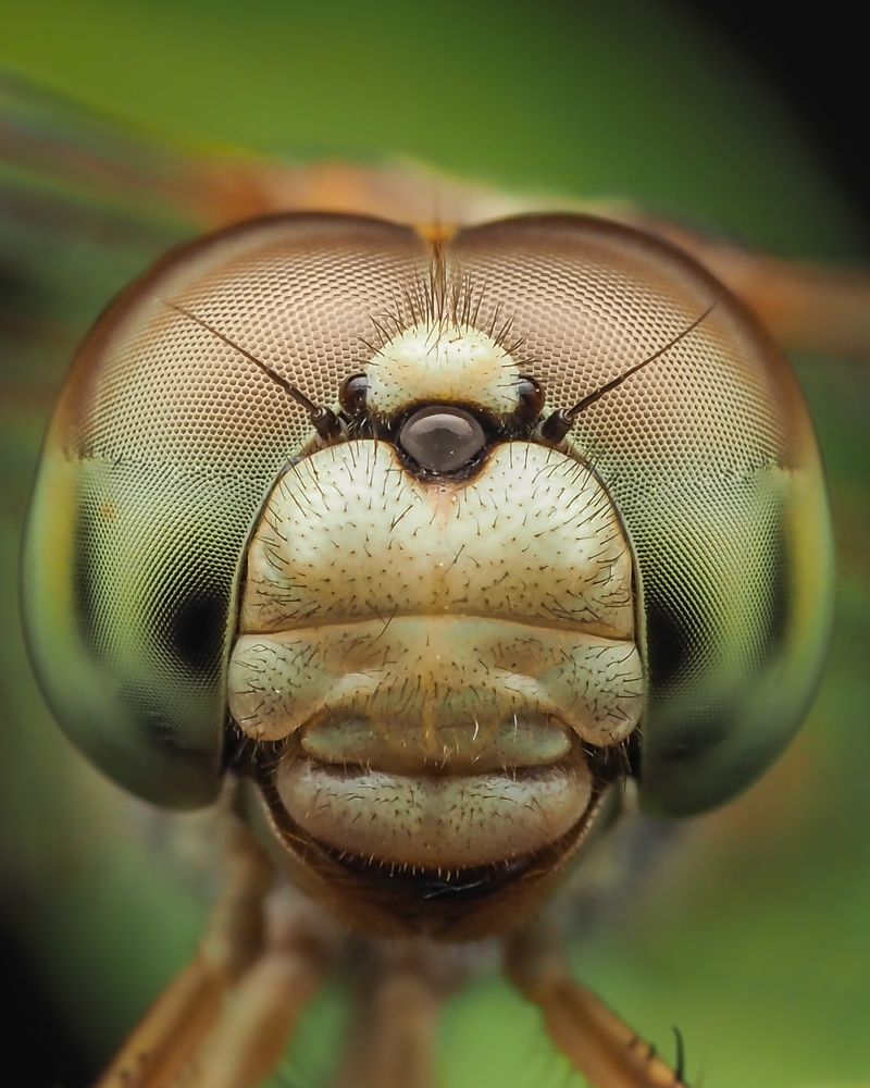 Photograph by Hardeep Solanki