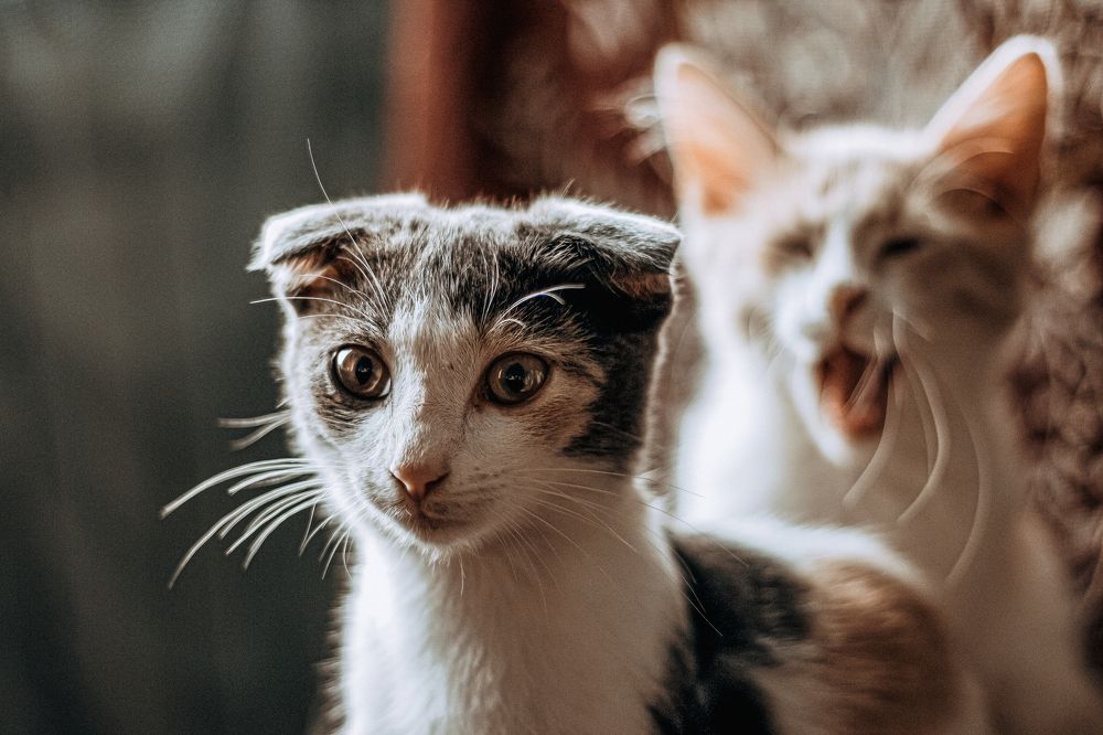 Photograph by Екатерина Ходус