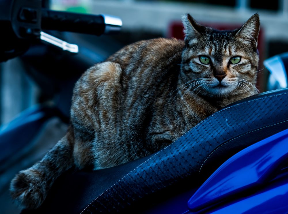 Photograph by answer