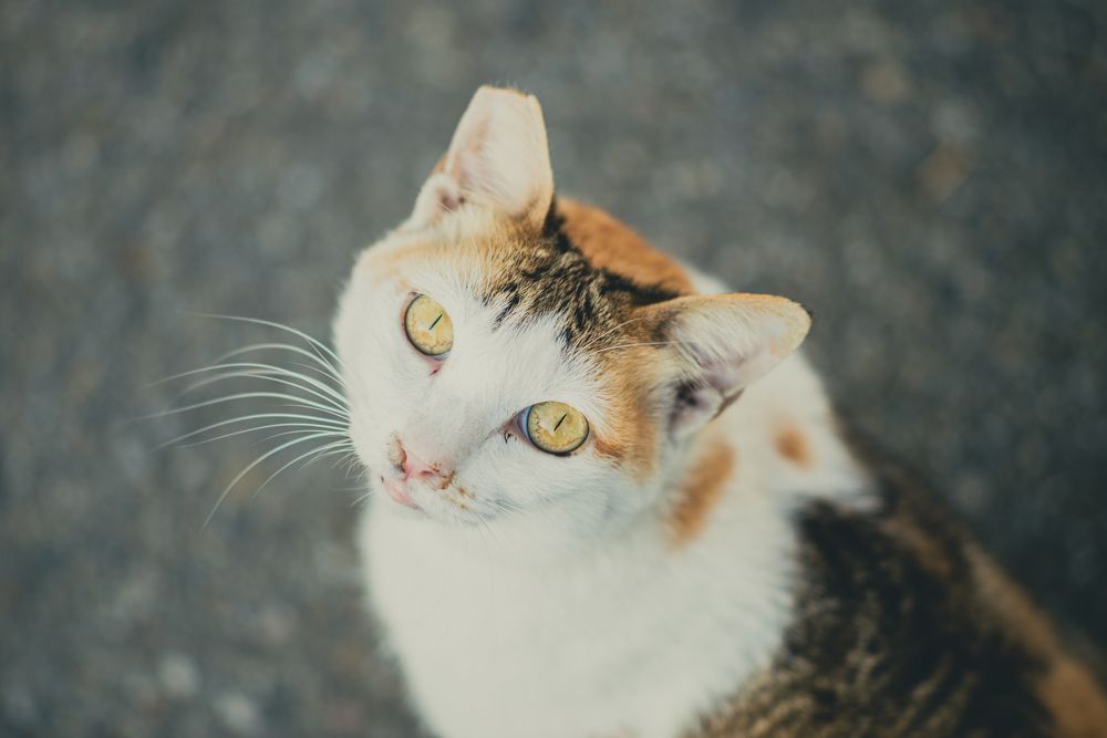 Photograph by answer