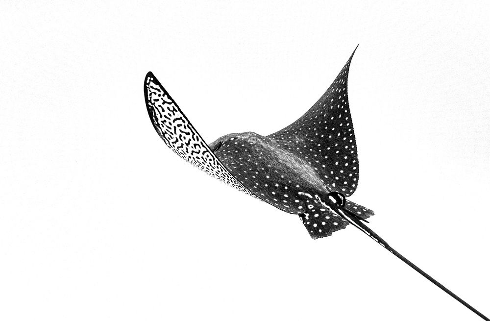 Photograph by Francis Glassup