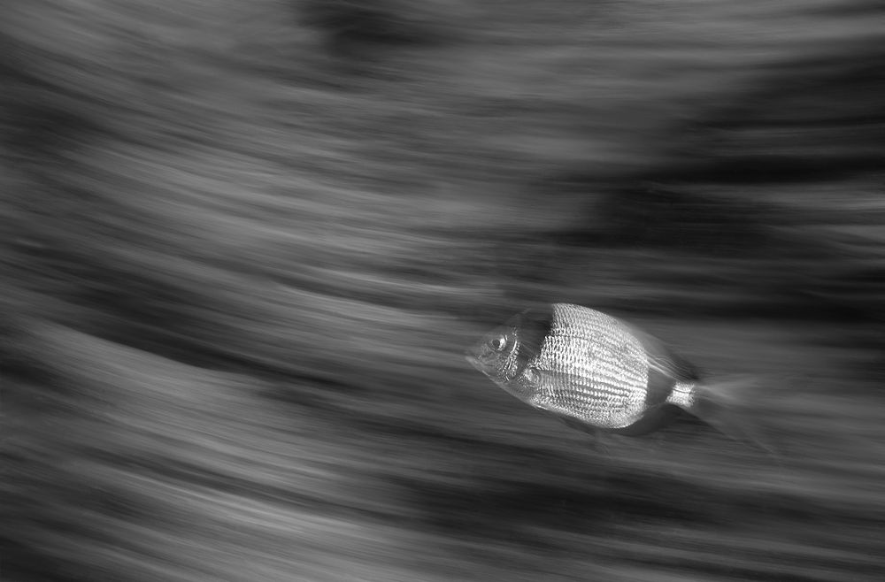 Photograph by Francis Glassup