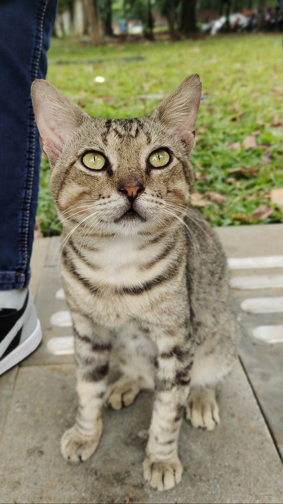 Cats world