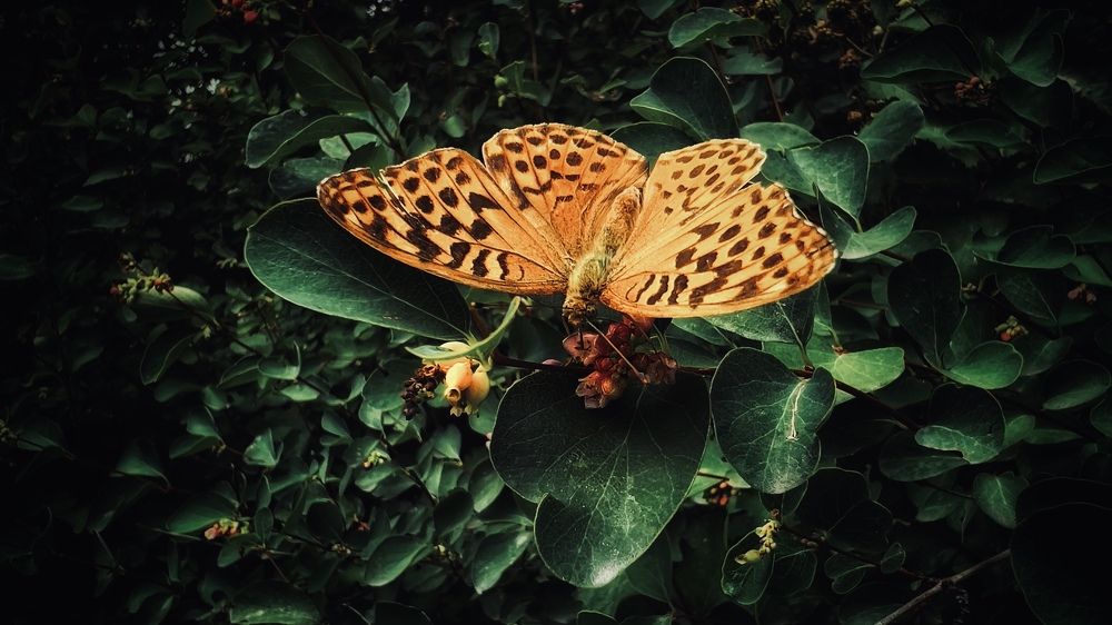 Butterfly on flowers