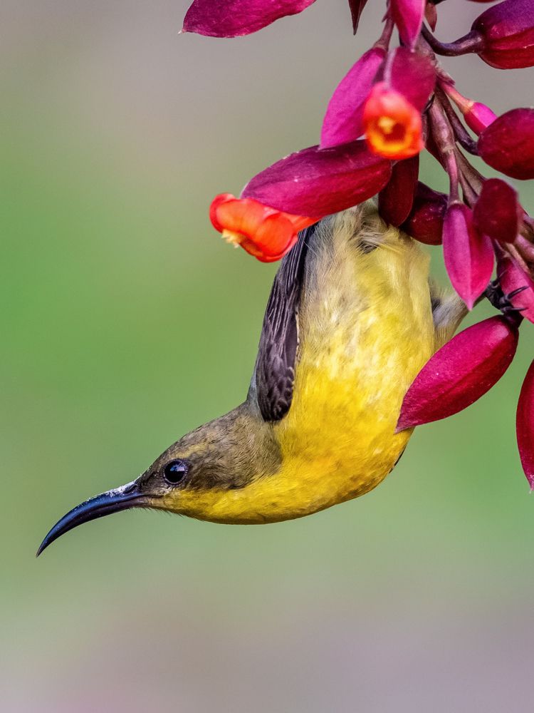 Purple sunbird in purple flower.