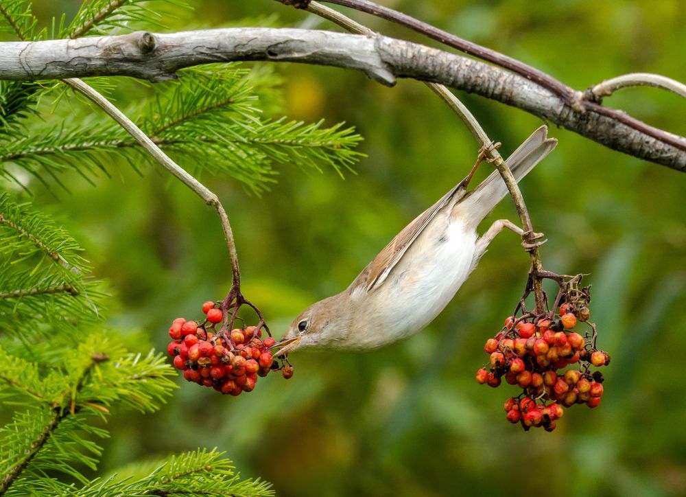 ...а у соседа - лучше!