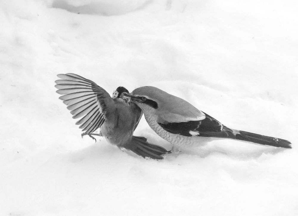 Птичий волк