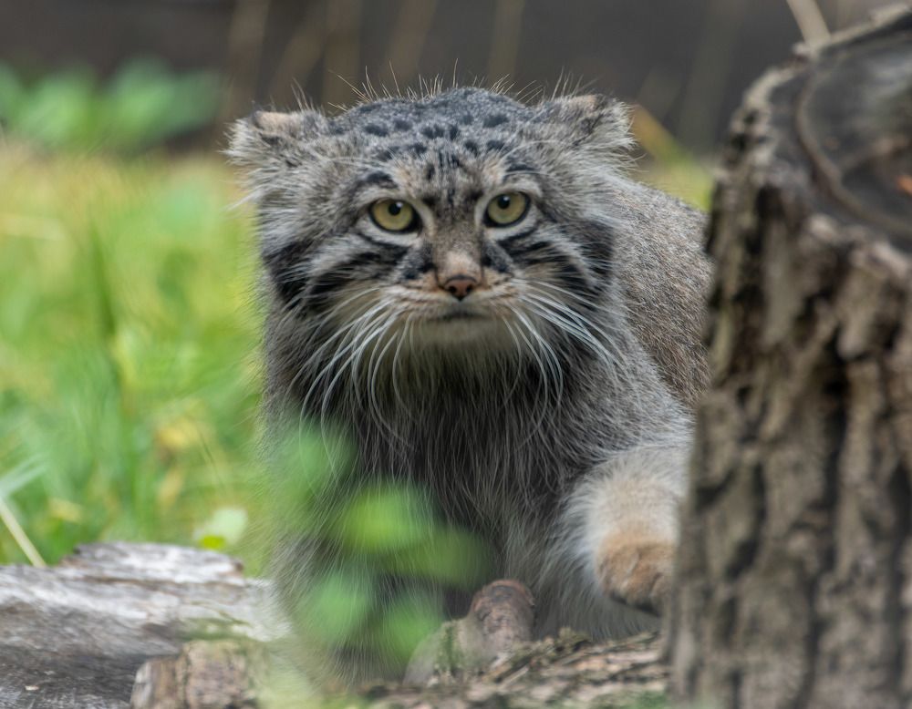 Пушистый охотник