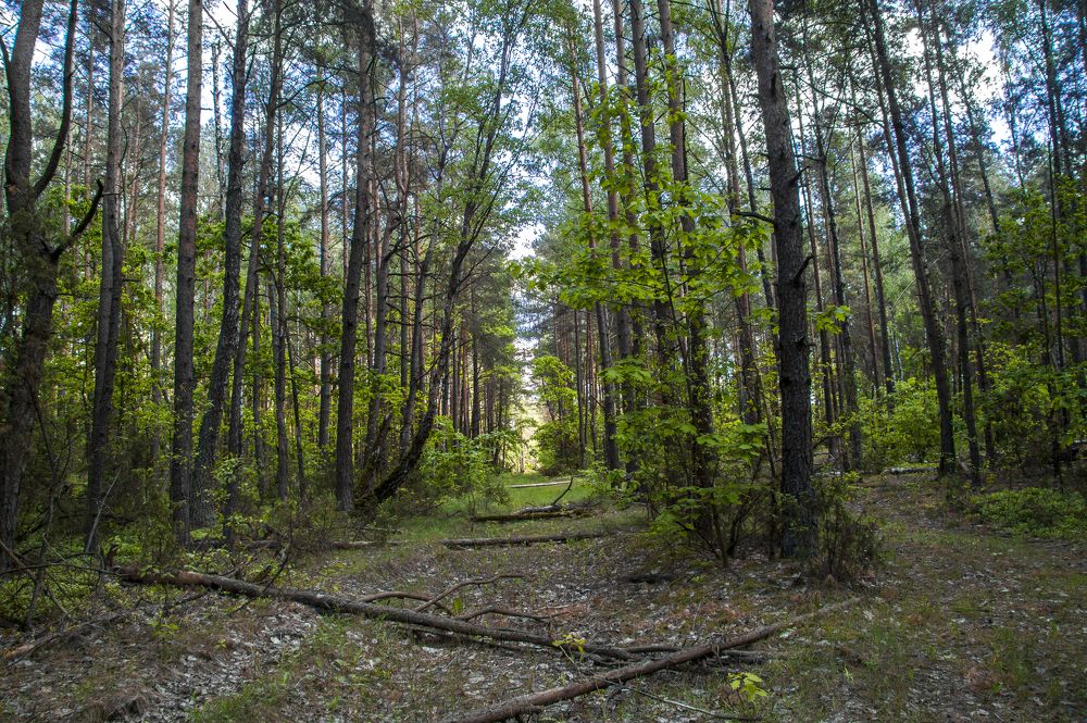 Знойный июнь - 2