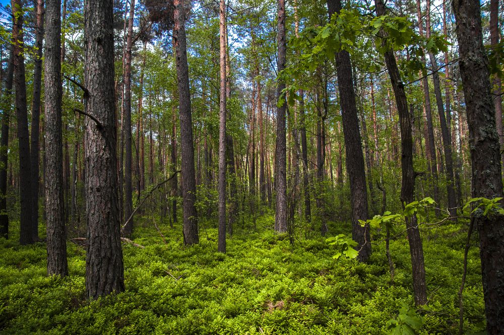 Знойный июнь - 3