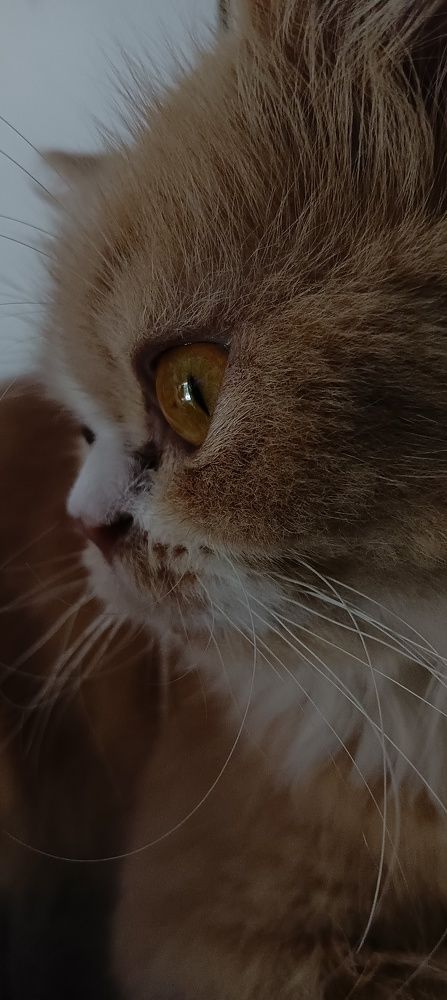 Фотография автора Ashiya Banu