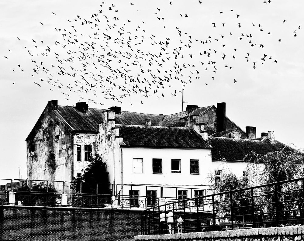 Мурмурация