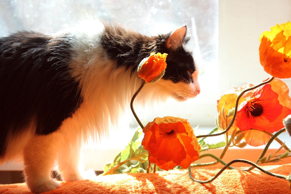 Photograph by Ольга Кочнева