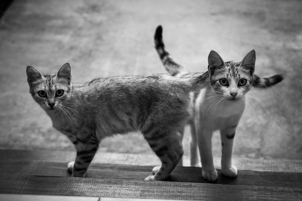 Photograph by Екатерина Ларина