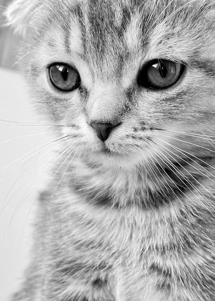 Фотография автора ГУЗАЛИЯ ГАНИЕВА