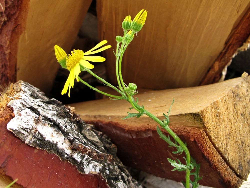 Крестовник