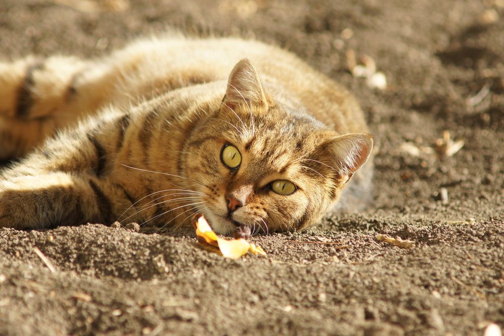 Photograph by Олег Кабанец