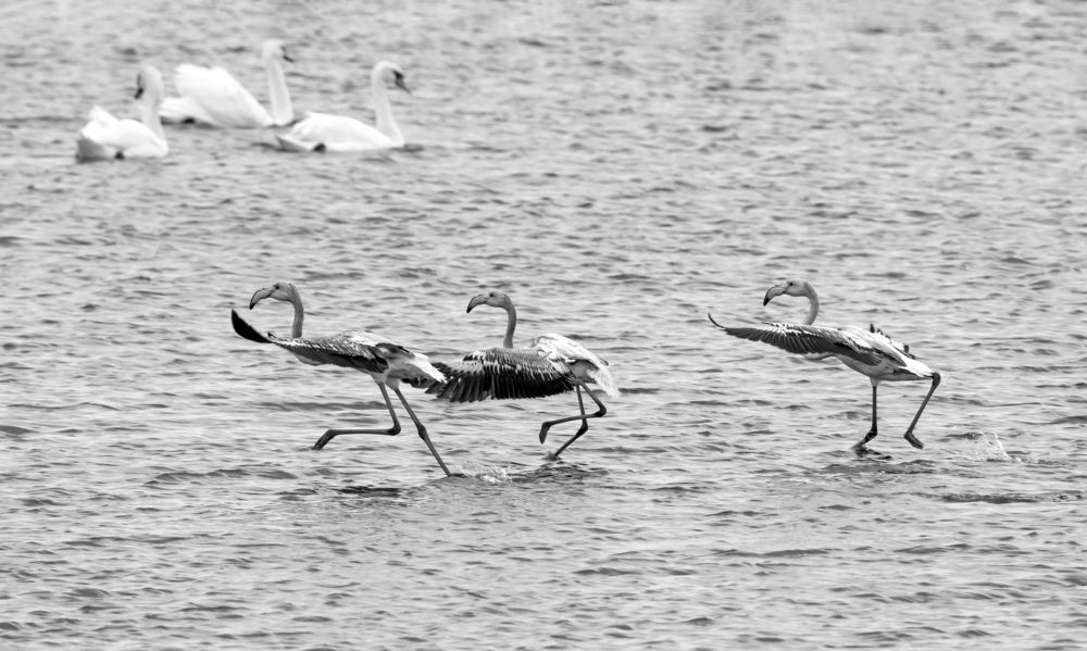 Photograph by Stamen Sotirov