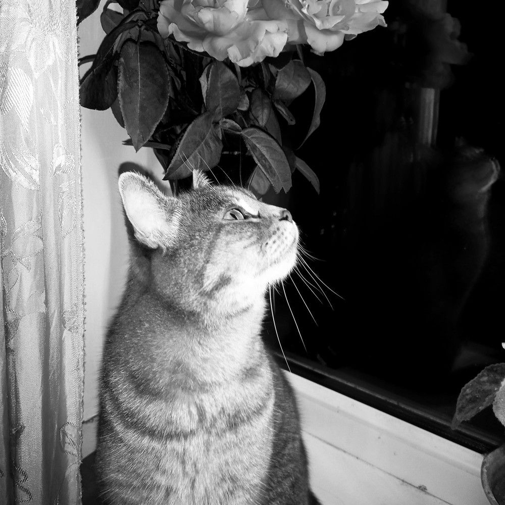 Photograph by Ольга Шевцова