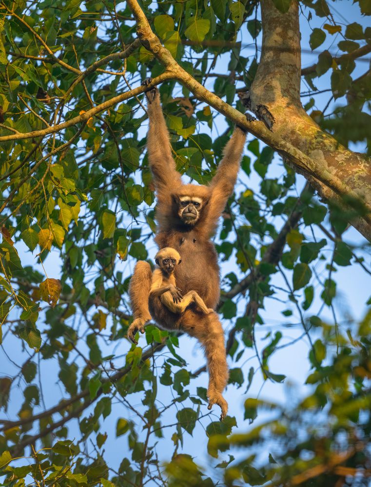 Western Hoolock Gibbon Family