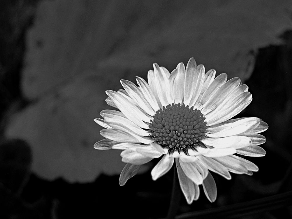 Маргариточка