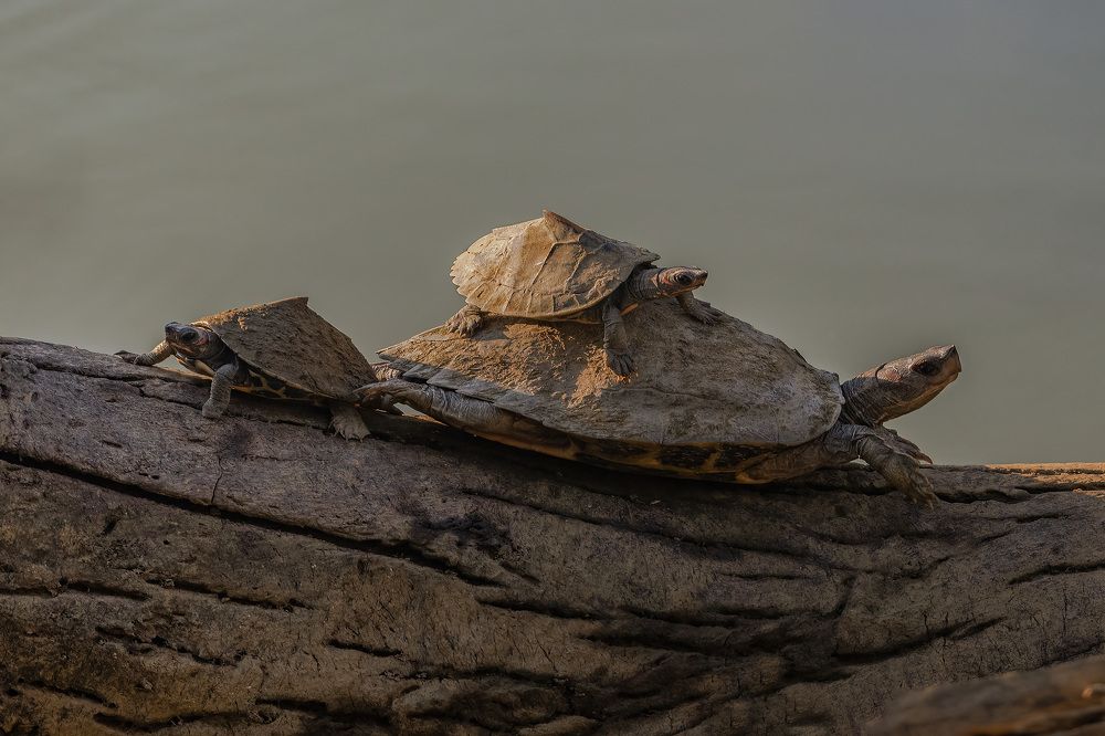 Assam Roofed Turtle Family