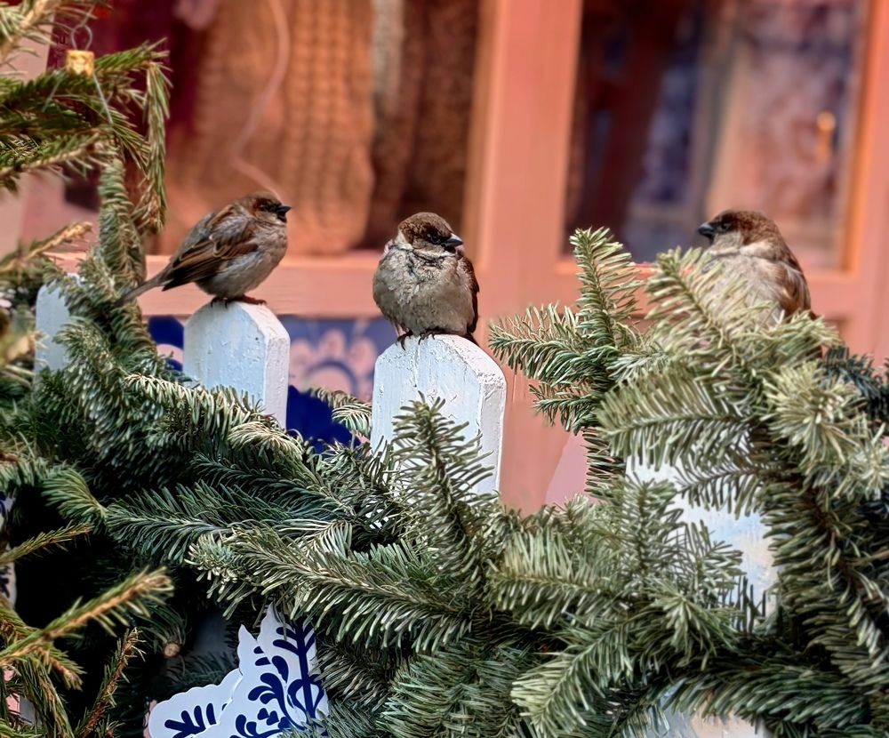 Photograph by Полина Александровна