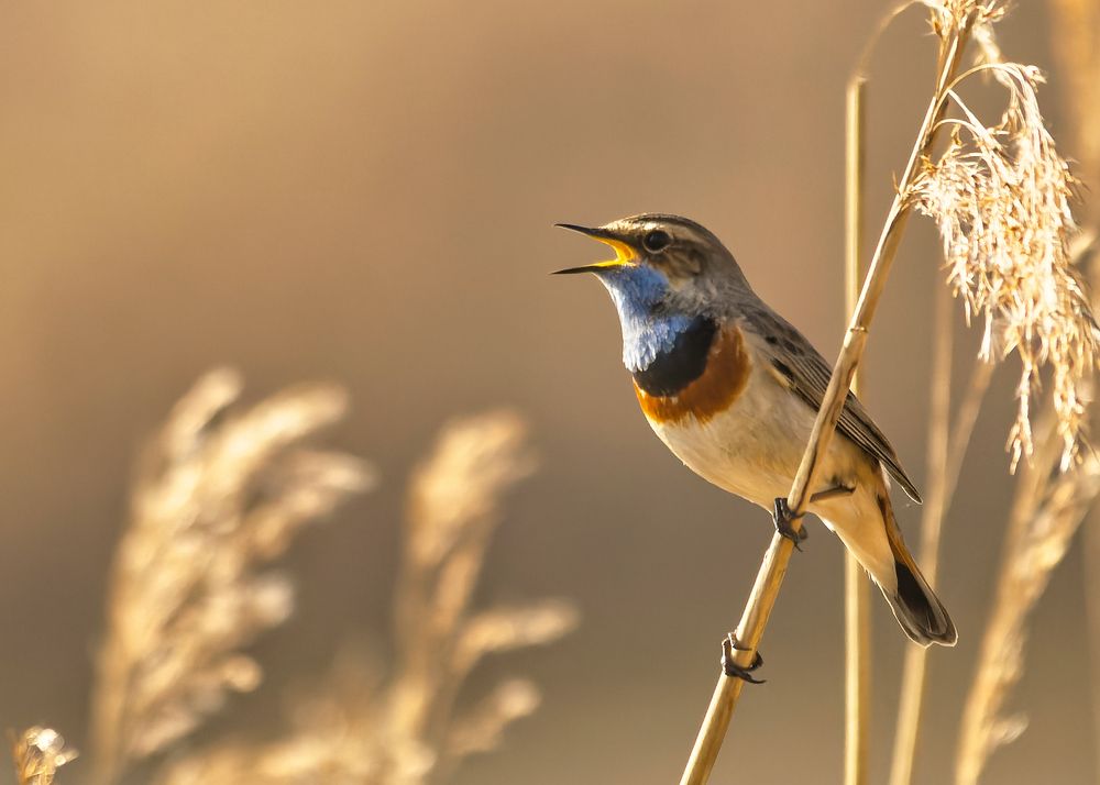 Photograph by Wendy Vanhoudt