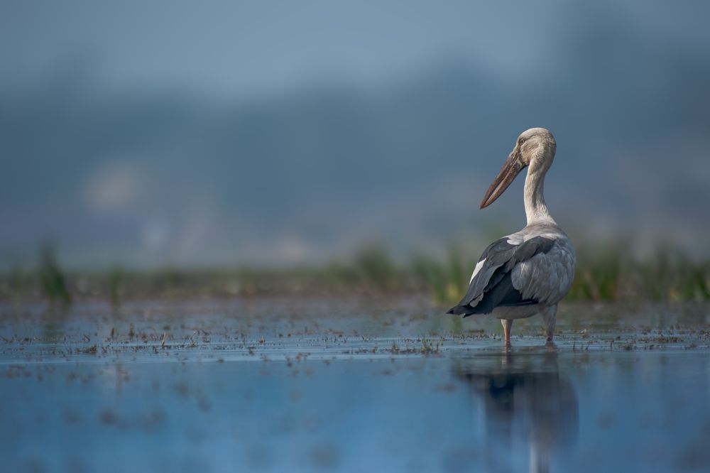 Photograph by Rahul Sinha