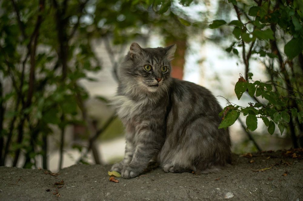 Важный гость.