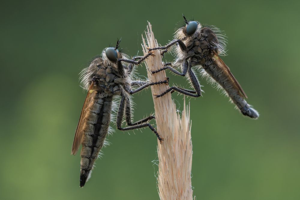 Фотография автора Роман Зайцев