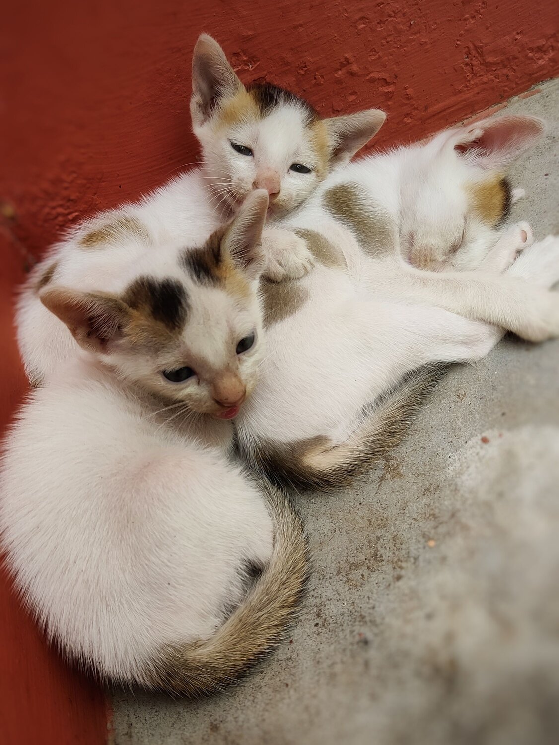 Photo #8763132