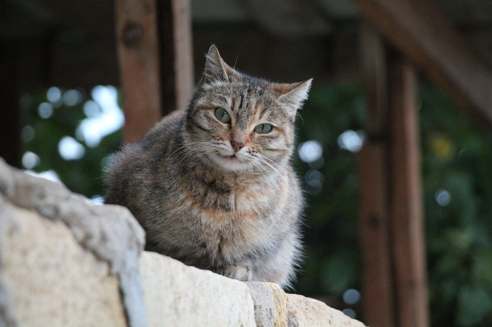 Photograph by Максим Роганов