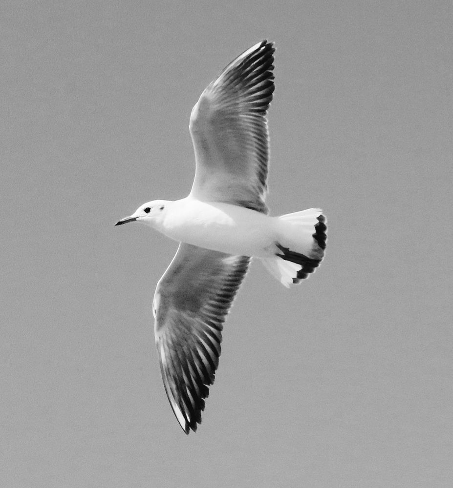 Photograph by mahboube moradalizade