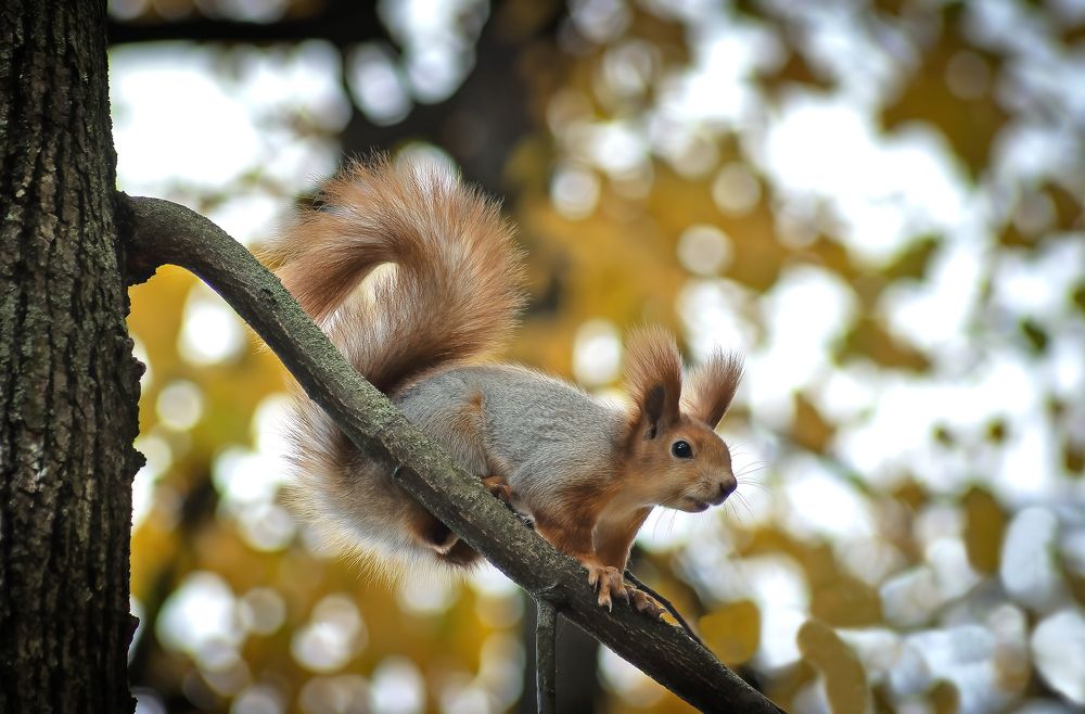Орехи принес, а если найду?