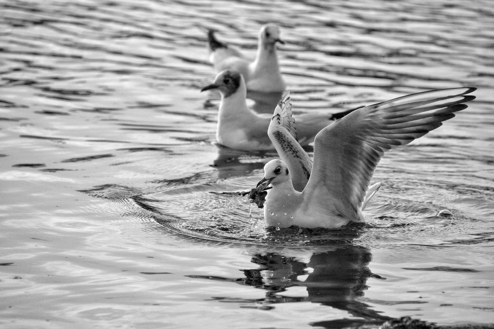 Photograph by Teodora Codreanu