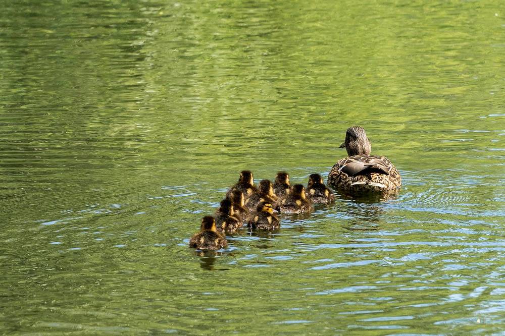 Утята растут