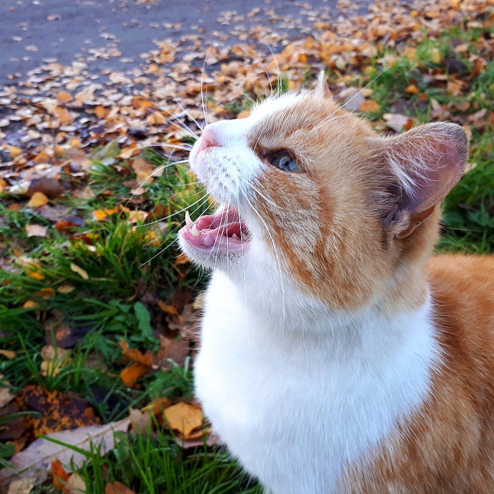 Photograph by Nora Cheprasova