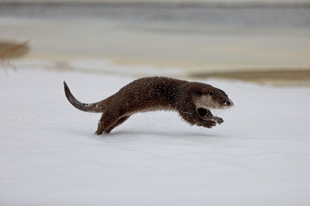 Photograph by Игорь Щербаков