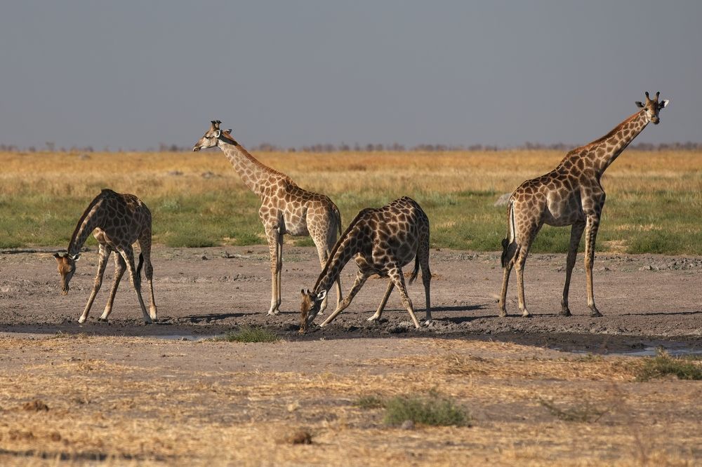 Photograph by Игорь Щербаков