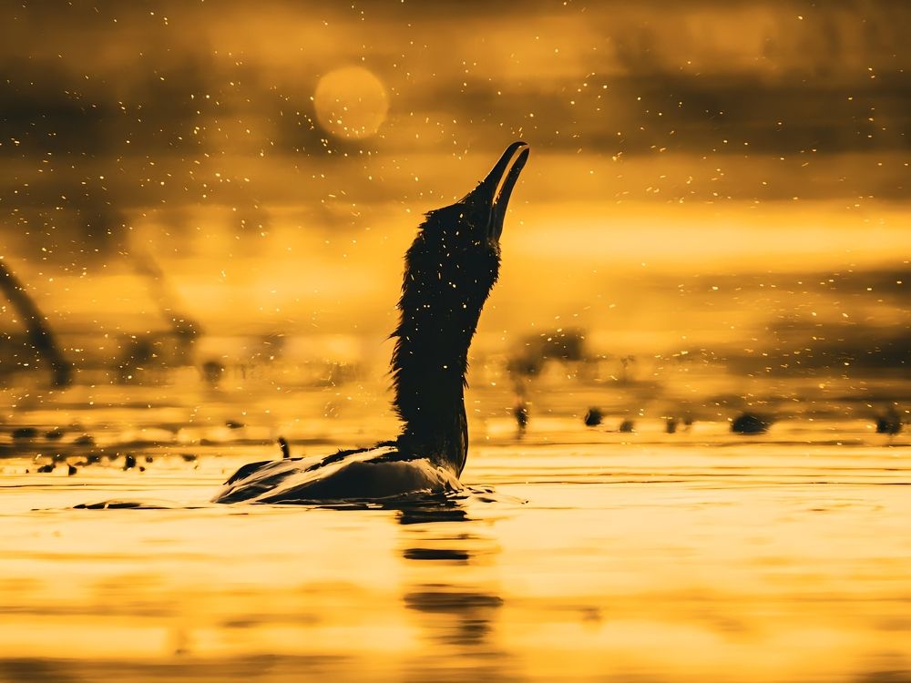Little Cormorant
