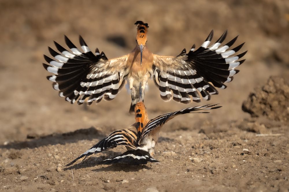 Фотография автора Prejul Prakash