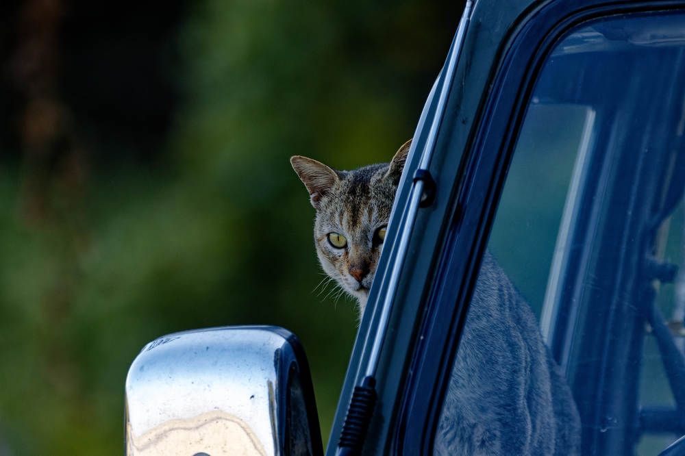 I will drive