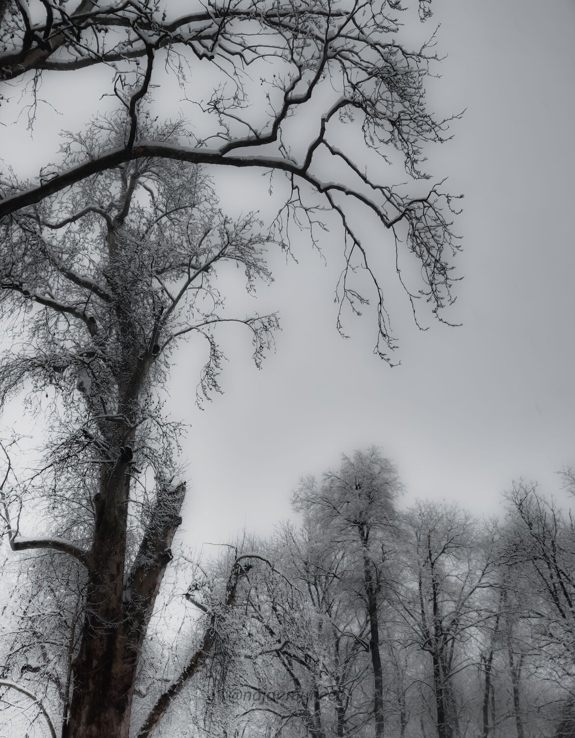 Photo #8764301