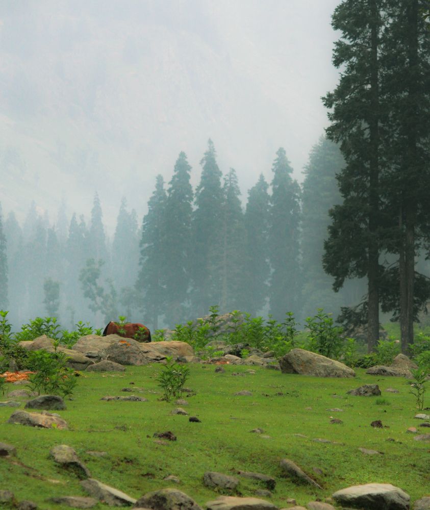 Photograph by Muneeb Najar