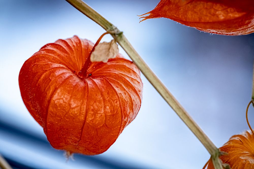 Photograph by Алексей Еремеев