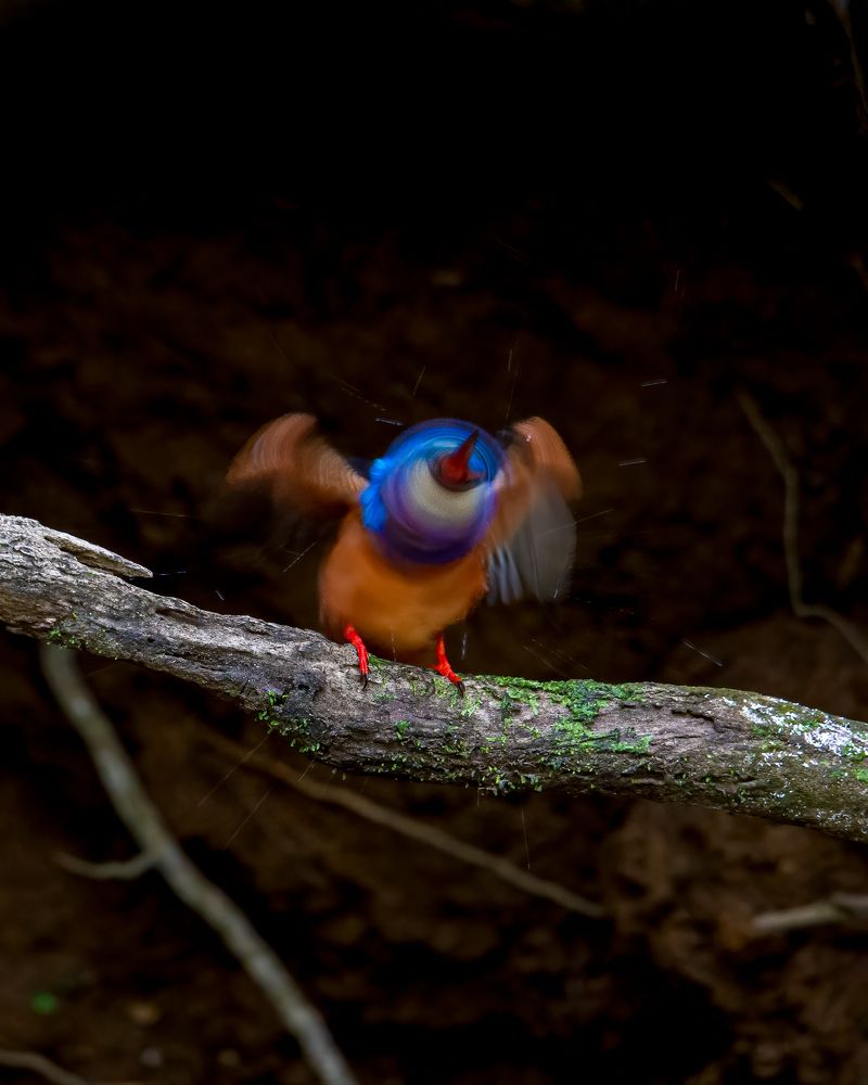 Photograph by Madhusudhanan Nair