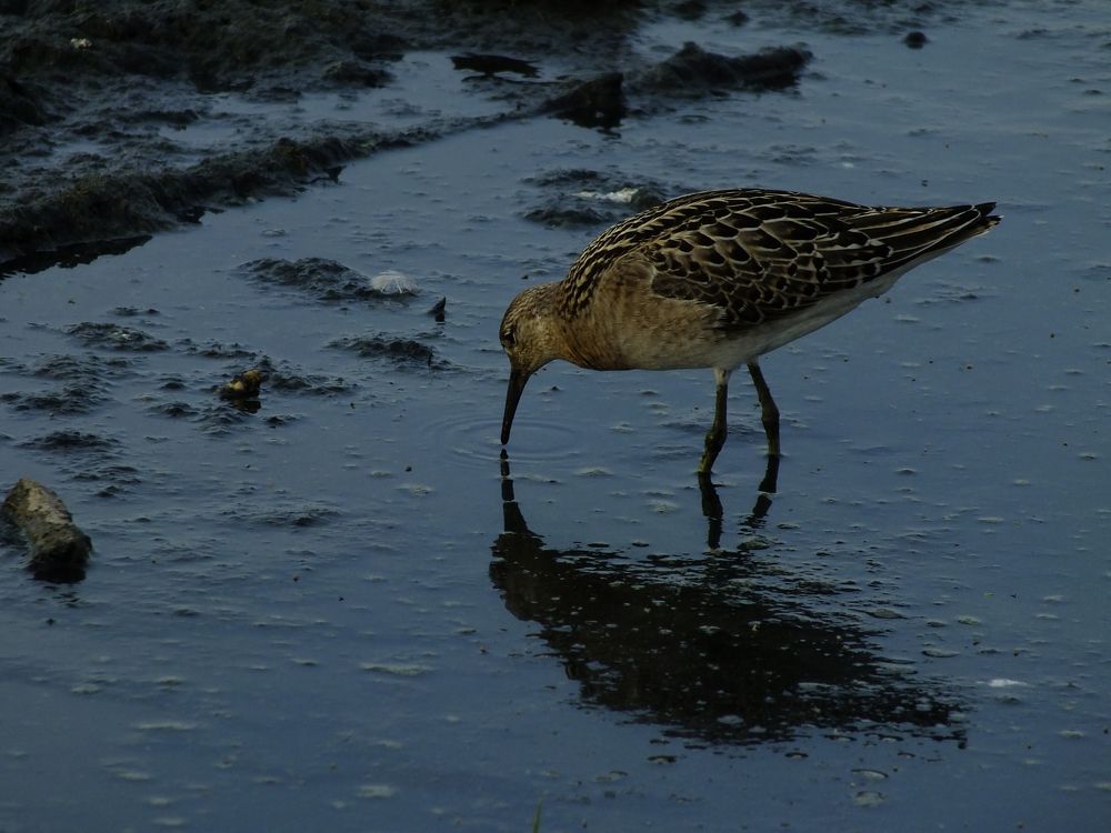 Photograph by Сергей Горбунов