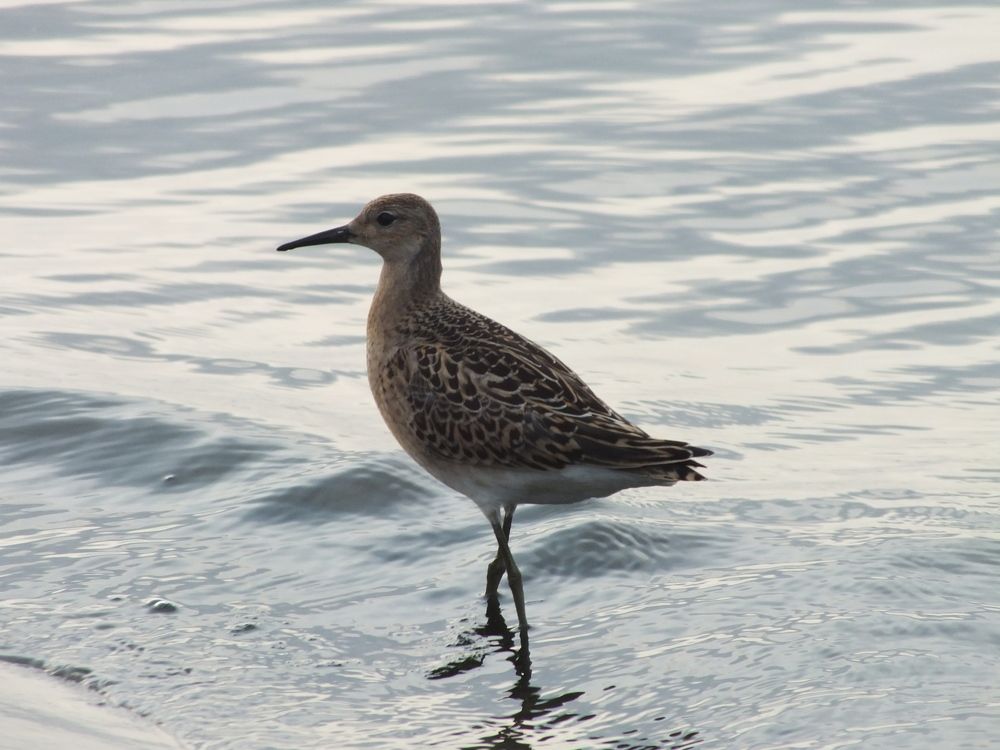 Photograph by Сергей Горбунов