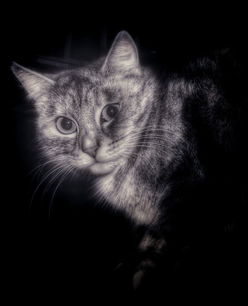 Фотография автора Максим Светличный